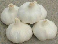 New crop fresh natural pure white garlic