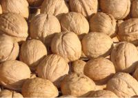 Walnuts and walnuts kernels!!.