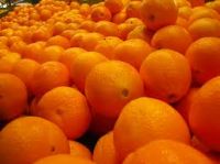 Fresh Citrus Fruits, Fresh Mandarin Oranges, Valencia Oranges