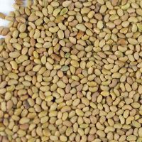 Alfalfa Grass Seeds ( Medicago Sativa )