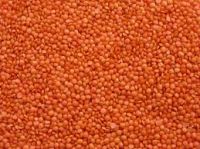 Red Football Type Lentils