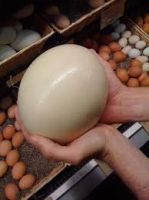 ostrich eggs for sale good quality