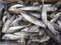 Frozen Horse Mackerel, Pacific Mackerel, Tuna,. Trout, Salmon, Bonito, Tilapia, Squid, barracuda fish