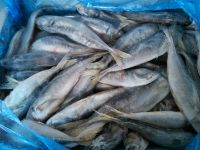 Frozen Atlantic Horse Mackerel, Tilepia, Trout, Tuna Salmon, Bonito Fish