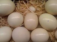 Fertile Ostrich Egg, Hatching Chicken Egg | Fresh Chicken Egg | Ostrich Egg