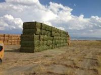 supply high quality Animal feed alfalfa