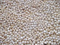 High Quality  White Sorghum For Sale