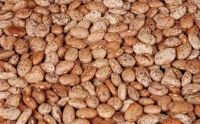 Dry pinto beans for sale 