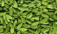 High Quality Fresh Green Cardamom 2016 crop year