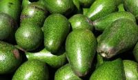  Fresh Hass Avocado For Sale 