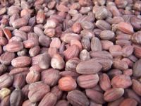  jojoba seeds  for sale