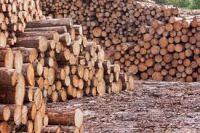  Acacia S4S Timber/woods available for sales 