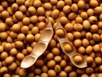  Organic Soybean/soybean/soya bean/yellow soya bean 