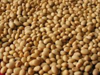  Quality Soybean , Soya beans 