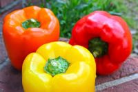  Bell pepper/color capsicums