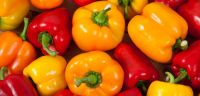  Fresh Bell pepper/color capsicums for sale 