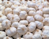 Fresh Garlic from Nigeria huge stock available