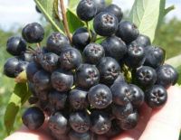 https://es.tradekey.com/product_view/Aronia-Berries-8583833.html