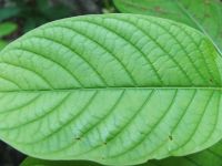 Borneo Leaves Kratom