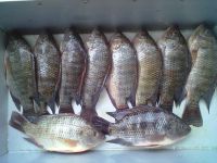 FROZEN TILAPIA