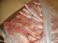 FROZEN RED MULLET FISH