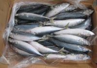 FROZEN HORSE MACKEREL