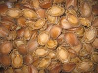 DRIED ABALONES