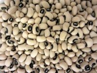 Black eyed peas, cow peas, soya beans, red kidney beans, adzuki beans