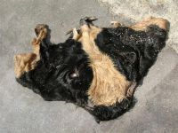 WET SALTED AND DRIED SALTED COW HEADS SKINS