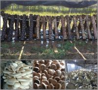 Shiitake, Oyster and  King Oyster from Bulgaria