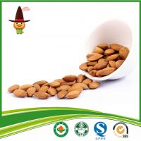 Sweet Apricot Kernel Wholesale Price