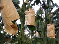 Fruit Growing Paper Bag, Banana Growing Paper Bag