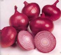 fresh onion