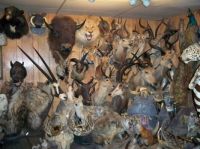 Varieties Of Taxidermy Mounts Available For Sale