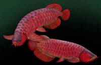 Super red arowana fish for sale of all Sizes