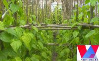 Fresh Betel Leaf