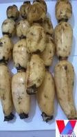 Fresh Lotus Root - 00841639756346