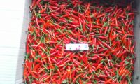 Hot Red Chilli 
