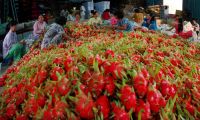 Fresh Dragon Fruit