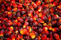 Palm Oil