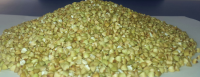 green buckwheat