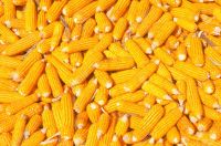 Corn (Grade A) For Human Consumption 