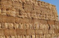 Wheat Hay