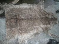 Raw Salted Donkey Skins/Hides