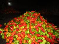 https://ar.tradekey.com/product_view/Bhut-Jolokia-hottest-Chilli--8605867.html