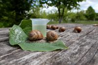 Snail Slime / INCI Snail Secretion Filtrate