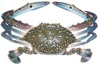 Blue Swimming Crab