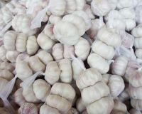 Fresh White Garlic