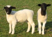 Dorper Lamb