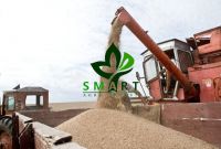 Smart Agro Invest OFFER for wheat bran